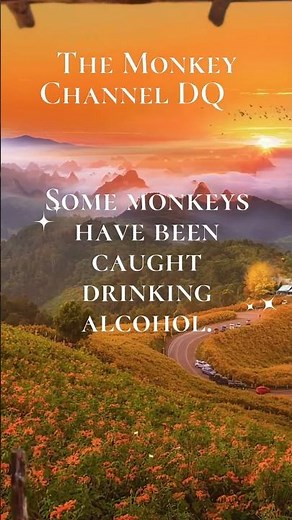 @Monkeys Caught Red-Handed Drinking Alcohol! #monkey #wildlifeentertainment #animallife