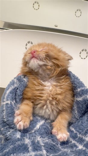 You may remember our sweet Nix who arrived 11 days ago. What first looked like a simple upper respiratory infection quickly proved more serious. When he refused every nipple and developed tongue, nose, and eye sores, we discovered he had feline calicivirus — a tough virus that causes painful ulcers, fever, congestion, and more. Nix ended up with a pretty intense case. We’ve been tube-feeding him for 10 days, and yesterday we finally had a huge breakthrough: he accepted a syringe nipple and is no