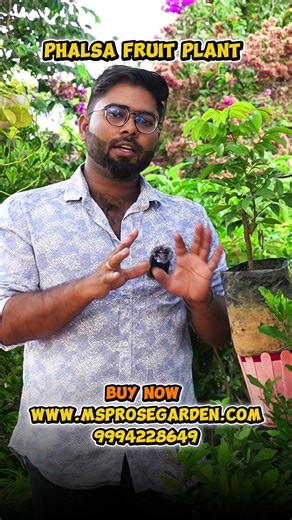 Pulasan Fruit Plant Alternatively for Rambutan #gardening #trendy #pulasan #offer