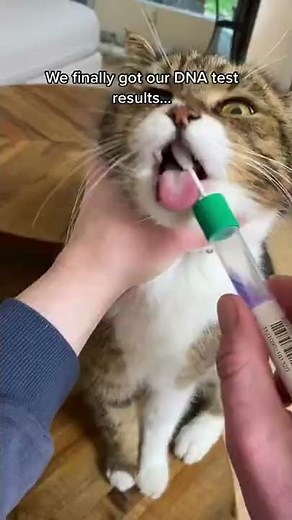 Fritz, Lissy, Frederic & Kleine Basepaws Cat DNA Test Results!