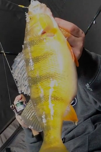 4.9K views · 96 reactions | Underwater video of HUGE Perch!!! | Old Hat Outdoors | Facebook