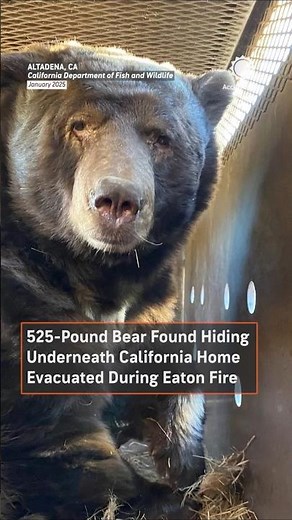 525-Pound Bear Found Under Wildfire-Evacuated Home in California