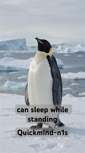 Penguins Sleep Standing Up 😱🐧