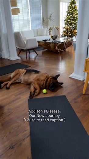 Tricia Aronow (& Dax) on Instagram: "If you’re new here, Dax was diagnosed with Addison’s Disease two weeks ago. He’s adjusting to new medications and some diet changes. Addison’s Disease is when the adrenal glands stop producing two essential hormones: cortisol and aldosterone. These hormones regulate stress, electrolytes, and hydration. Without them, dogs can get weak, dehydrated, or very sick — but with replacement therapy, they can live normal lives. We had a large group of family over for T