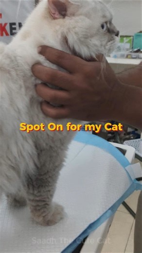 How to Apply Spot-On Cat Flea Treatment | Persian Cat Care in Tamil