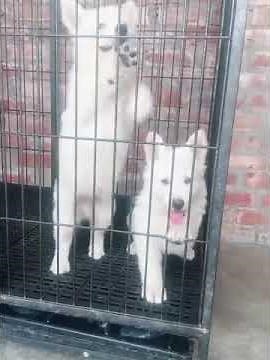 pure white German shepherd puppies for sale