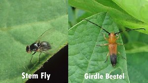 खोड माशी आणि चक्रभुंगा फरक समजून घ्या प्रत्यक्ष प्रयोगातून. श्री सचिन ना. इंगोले #agripower | Agri Power