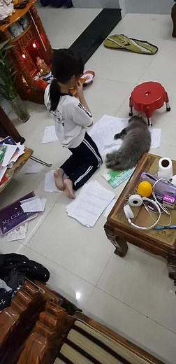 My Cat Ate My Homework - Funny Pet Mishaps