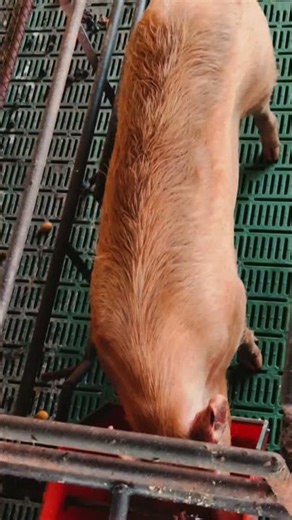 New cage set-up #farmlife #pig