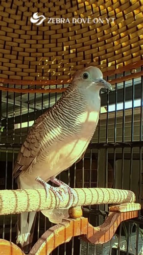 Zebra Dove call Bird sounds for relaxations 117 #birds #birdsounds #birdsoundscape #birdsong #animal