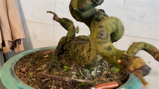 12 reactions | Hợp nhãn lh 0912256200 Cây nhìn ngoài bao đẹp | Tài Lê | Facebook