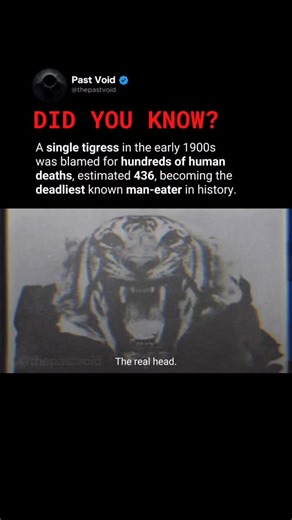 Past Void on Instagram: "The Champawat Tiger is often cited as the deadliest man-eating animal in recorded history. Between 1903 and 1907, the tigress was linked to hundreds of human deaths across parts of Nepal and India’s Kumaon region, spreading fear through entire villages. Attempts to stop her reportedly failed, even involving military efforts. In 1907, famed hunter and conservationist Jim Corbett was brought in to track the animal. After killing the tigress, Corbett discovered she had seve