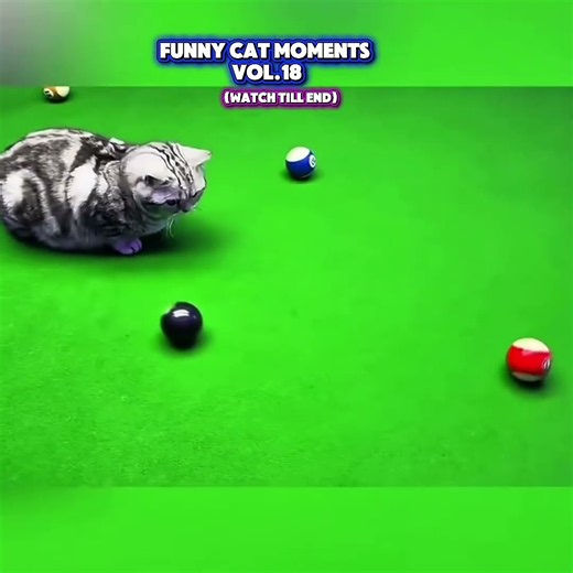 Funny Cat Moments Part 18😂🐱