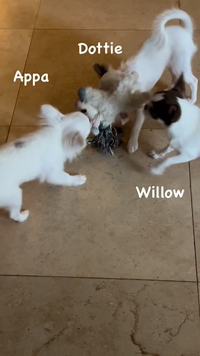 22 reactions · 5 comments | Three tiny Chihuahuas compete for the same toy! Who will get it? All three of these babies are available for adoption. Visit SweetiePiePets.com for adoption information. #chihuahua #chihuahuapuppy #chihuahuapuppies #chihuahuabreeder #chihuahuaforadoption #sweetiepiepets | Sweetie Pie Pets | Facebook