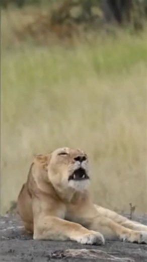 ​The Incredible Sound of a Lioness Roaring | #TheNatureStack #wildlife ​#lion #lioness