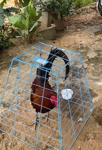 Best Scratch Pens for Chickens: Indoor and Outdoor Options