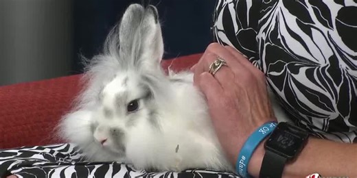 Toffee demonstrates how pocket pets can hop into your heart