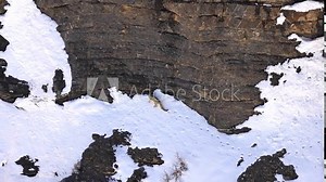 Snow Leopard walking and climbing on cliffs in the Himalaya mountains Stock Video
