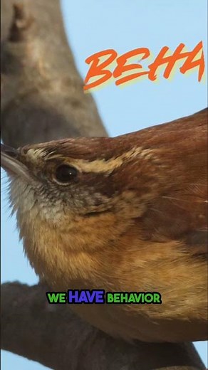 MEET Nature's BRAVEST Bird the Feisty Carolina Wren!