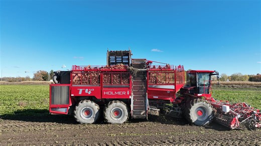 When you are digging beets and hanging with the seagulls... | Maple Grove Acres, Inc.