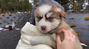 95K views · 10K reactions | Copper is quite literally the most handsome guy EVER. His markings are so unique and SO rad. How cool is this guy?! Not only that... how perfectly snuggly and sweet is he?! He melts my heart. I should just steal him. | Bowtie Pomsky | Facebook