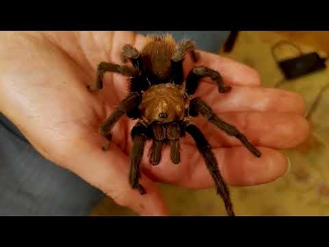 Science of Scary: Tarantula Anatomy