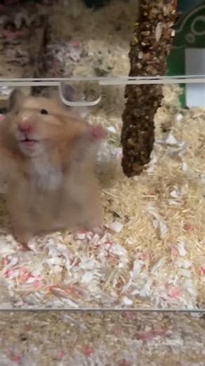 Hamsters can be so dramatic 😭I bet this guy just wants more food or playtime... Hooting & hollering for no reason 🤦