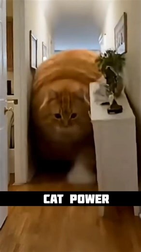 not dog POWER 😱 in q cat power 🥶☠️😺 #funny