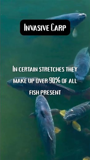 When One Species Takes Over the Whole River