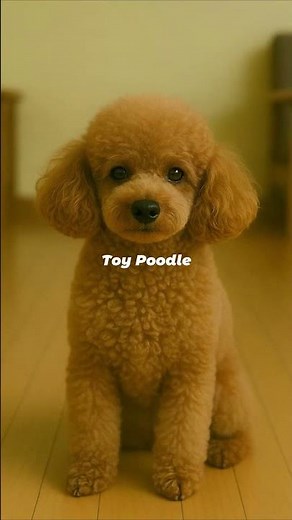 Toy Poodle Puppy to Adult Transformation | The Tiny Elegant Genius