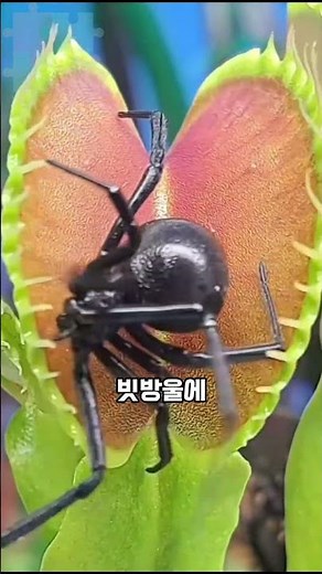 파리지옥이 가장 무서워하는 먹이