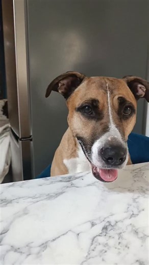 Говорящая Ханна | Актриса без Оскара on Instagram: "Обсудили поездку в гости)) #ханна #говорящаясобака #апоговорить #разговорчики #подушам #жизньссобакой #улыбнитесь #видеосживотными"