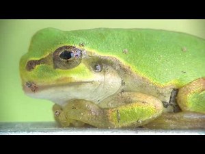 Japanese tree frog meets a larva of Green lacewing.
