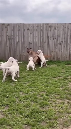 Courage Over Size: Backyard Puppies Face Down Mountain Lion — And Win By Heartland Animal News Staff A tense backyard encounter turned into a viral display of bravery after a mountain lion jumped into a family’s fenced yard — only to be met by a pack of fearless puppies who refused to back down. The incident, captured on a home security camera earlier this week, shows the cougar vaulting over a wooden fence and landing in the grass, immediately startling a litter of white puppies playing nearby.