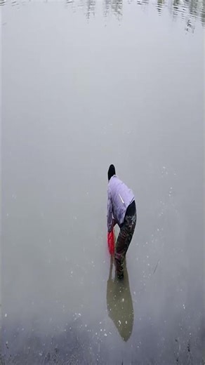 Watch Him Catch 50+ Fish With One Cast Net Throw #fishing #netfishing #catchoftheday