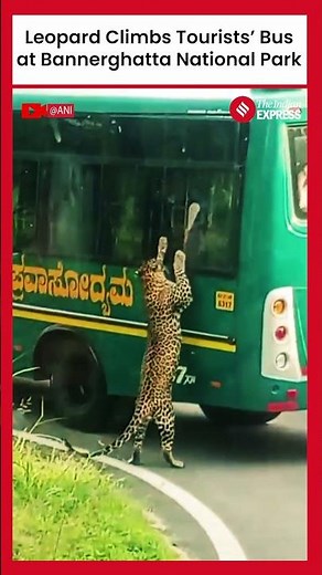 Leopard Climbs Safari Bus in Karnataka: Shocking Encounter Goes Viral