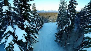 Download Snow Covered Forest Path in Alaska During Winter Near Denali Mountains for free
