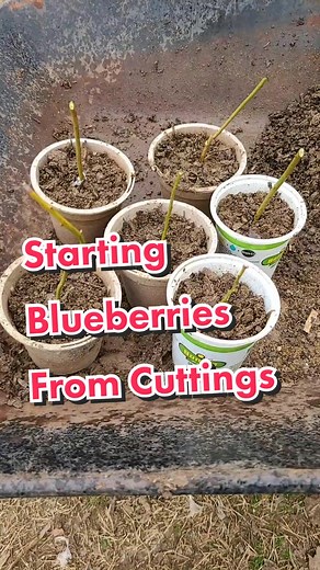 Starting Blueberries from Cuttings | Propagation Guide
