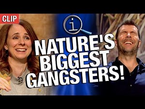 QI | Nature's Biggest Gangsters