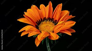 Orange Flower Gazania Blooming in Time Lapse on a Black Background. Bright African Daisy Open Up Its Blossom in Timelapse