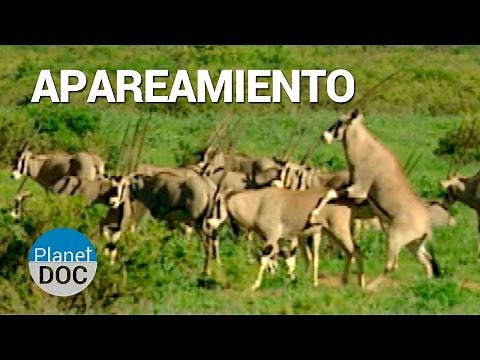 Apareamiento. Animales de Shaba | Naturaleza