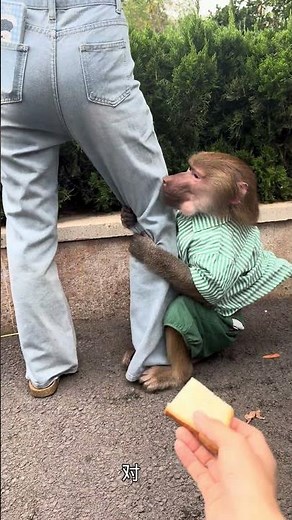 Close Encounter With Wild Animals #The Bond Between Humans And Monkeys