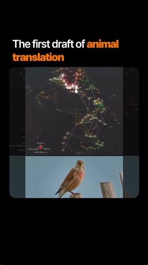 The first draft of animal translation