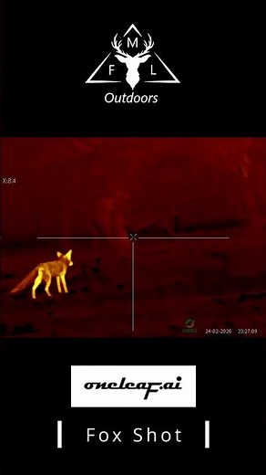 Fox Shot Protecting Sheep / Lambs with the Oneleaf MT1000LRF Thermal #thermalhunting #nightshooting