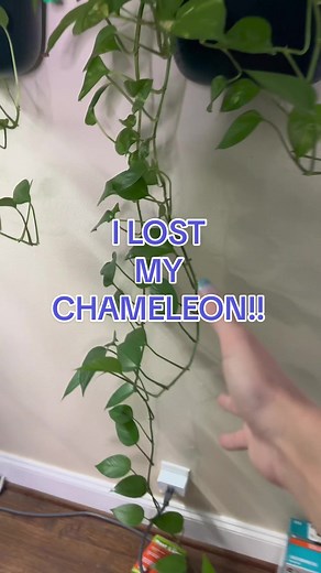 I lost my chameleon 🙈 #chameleons #chameleonkeeper #veiledchameleon #chameleonsoftiktok #reptilekeeper #reptile #chameleon #pantherchameleon #lostpet #reptilesoftiktok #reptiles