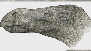 New Dinosaur with Big Nose Discovered on Isle of Wight