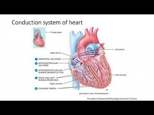 Hemodynamics and electrophysiology of Heart#hemodynamics