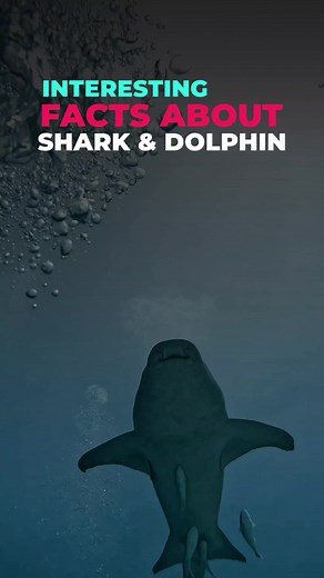 Fascinating Facts About Sharks and Dolphins