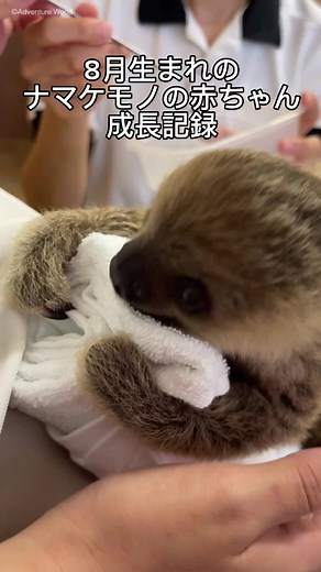 フタユビナマケモノの赤ちゃん：成長記録とかわいい姿がみられる！