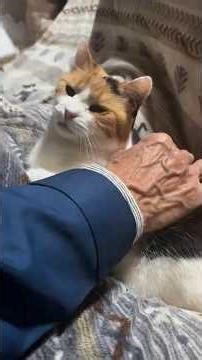 This Is Why Everyone Needs a Cat 😂